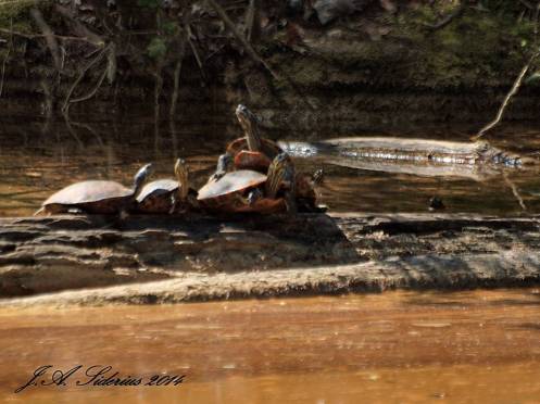 Turtles on a Log