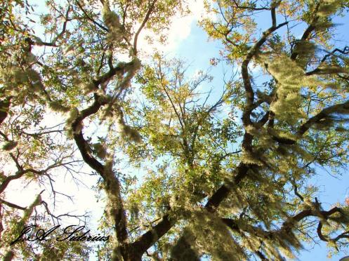 The sky through spanish moss