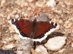 Mourning Cloak