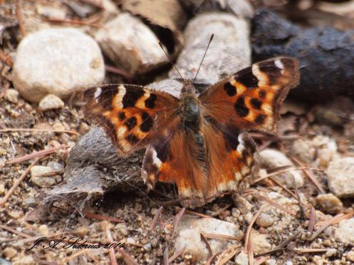 Spring Compton Tortoiseshell