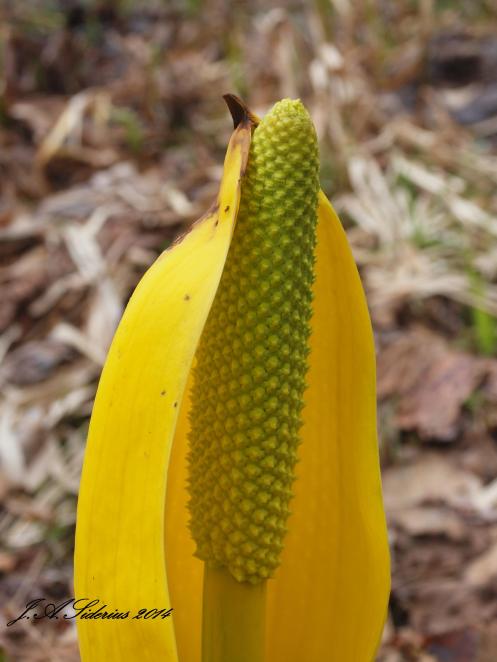 Skunk Cabbage Spathe