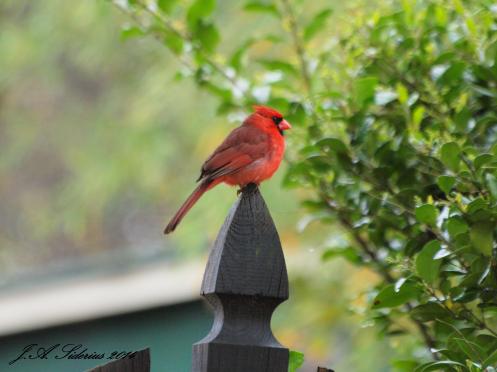Male Northern Cardinal