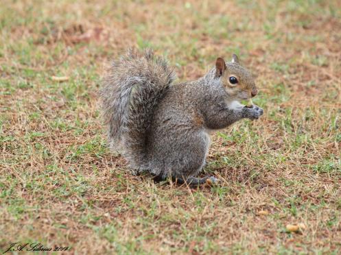 Eastern Grey Squirrel