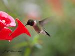 Ruby-throated Hummingbird