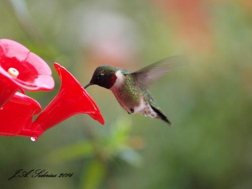 Ruby-throated Hummingbird