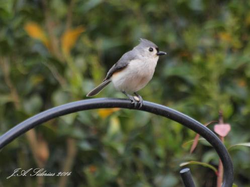 Tufted Titmouse
