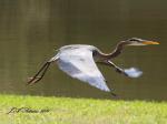 Great Blue Heron in&nbsp;Flight