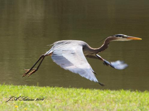 Great Blue Heron in Flight