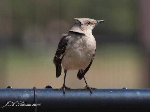 Northern Mockingbird