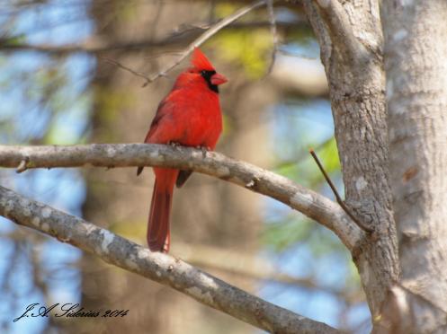 Northern Cardinal