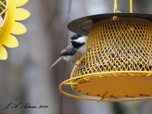 Carolina Chickadee - a greyer tail than the Black-capped Chickadee