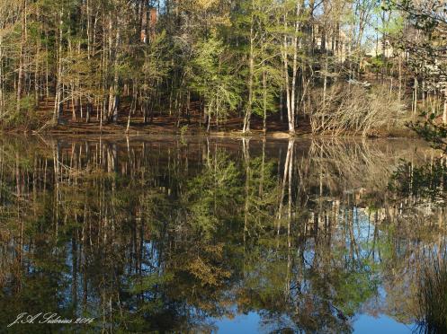 Morning on Peachtree Lake