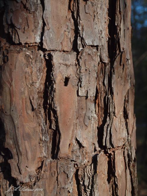 Pine Bark