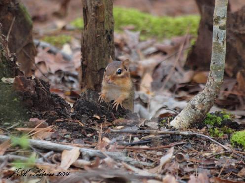 Eastern Chipmunk watching for an opportunity