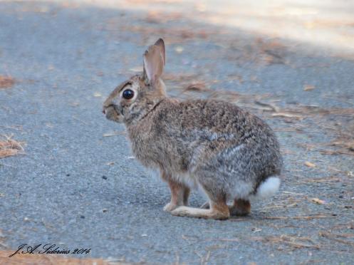 Eastern Cottontail