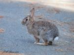 Eastern Cottontail
