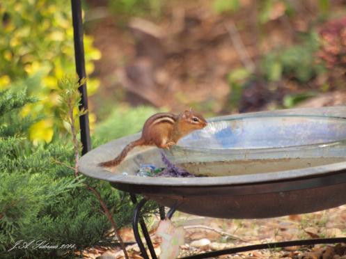 bird bath or chipmunk fountain?