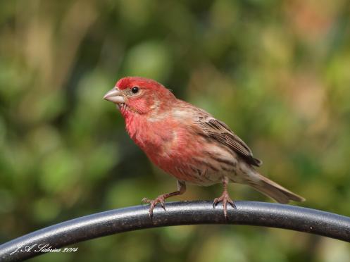 Purple Finch Male