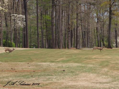 White-tailed Deer on the golf course