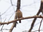 Carolina Wren