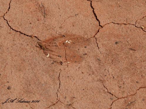 Deer Print in Georgia Red Clay