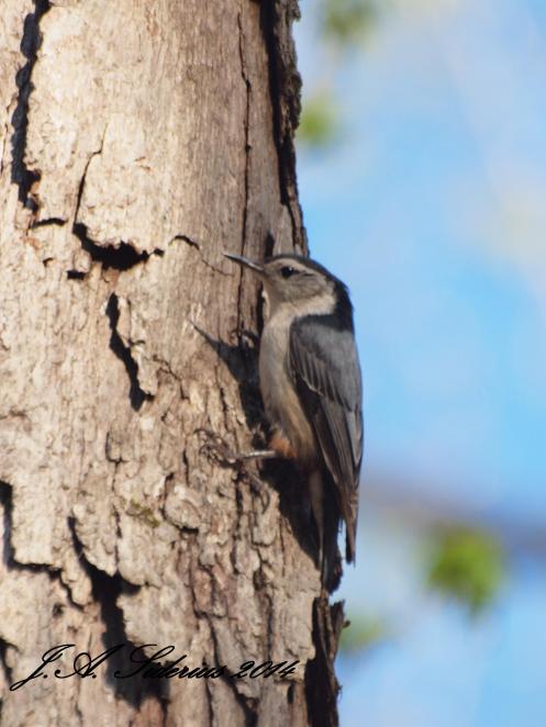 White-breasted Nuthatch