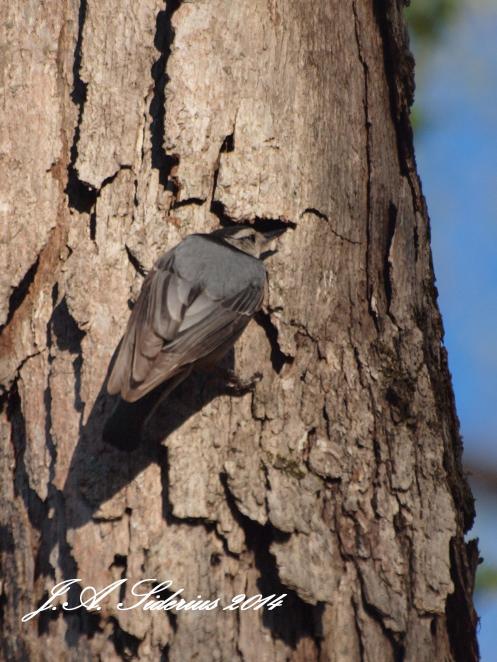 White-breasted Nuthatch