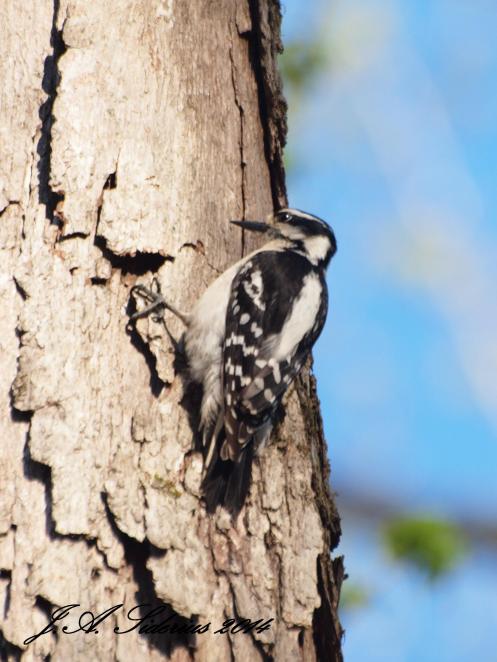 Hairy Woodpecker