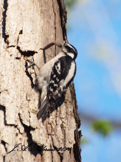 Hairy Woodpecker