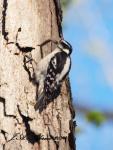 Downy Woodpecker