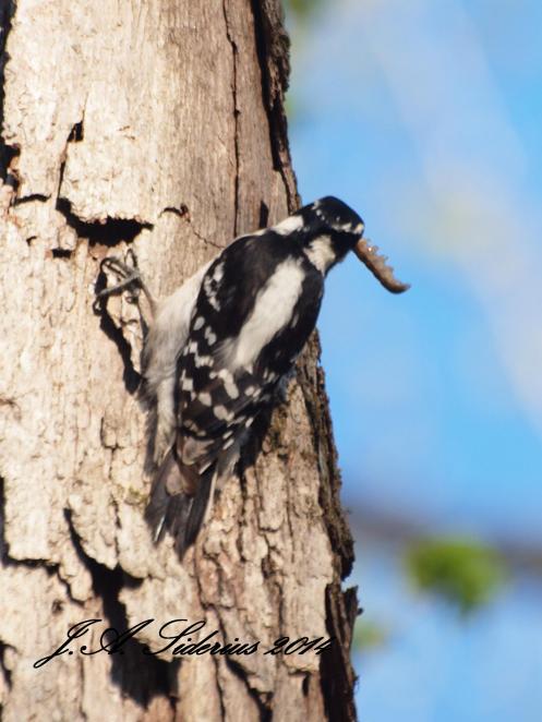 Hairy Woodpecker