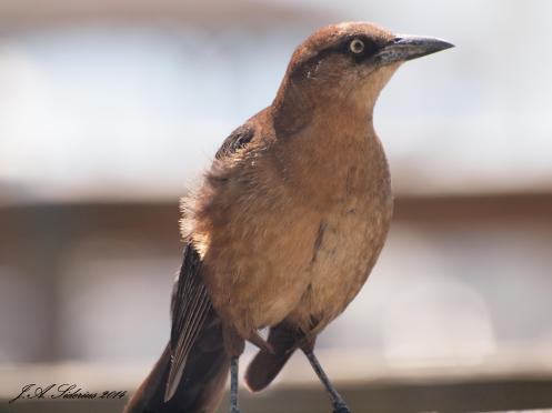 Great Boat-tailed Grackle Female