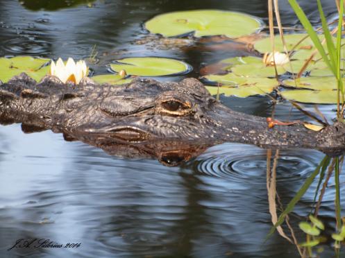 The first alligator I have seen