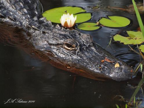 American Alligator