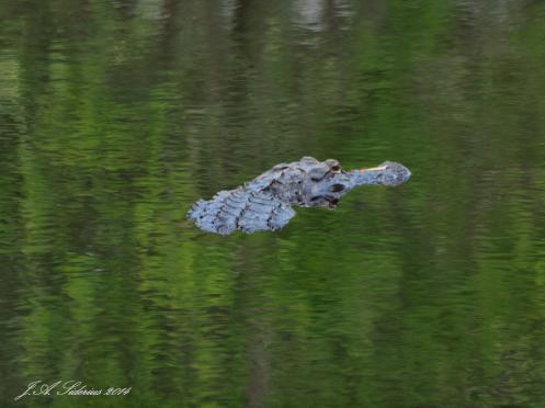 American Alligator floating in the water at Okefenokee