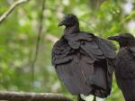 Black Vultures