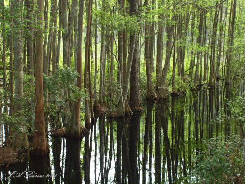 Cypress Trees at Okefenokee