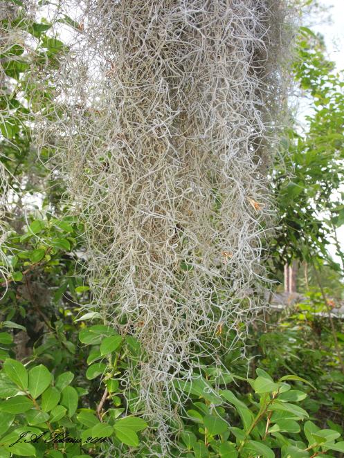 Spanish Moss