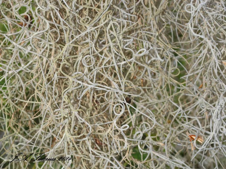 Spanish Moss up close
