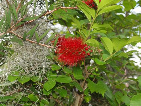 Unidentified, but beautiful flower at the edge of the golf course