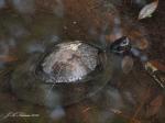 Turtle in Water