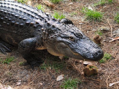 A large American Alligator walking on land