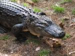 American Alligator