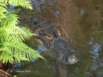 American Alligator