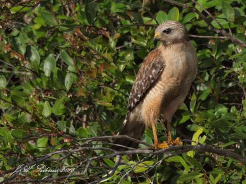 A Red-shouldered Hawk at Okefenokee NWR