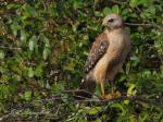 Red-shouldered Hawk