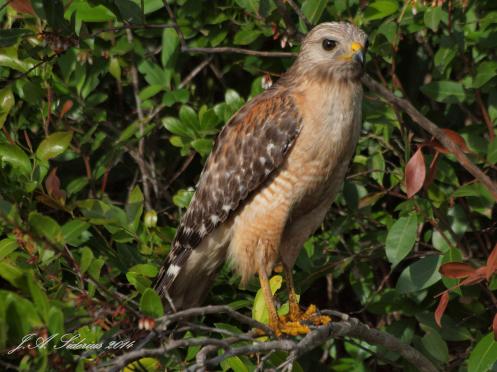 A Red-shouldered Hawk hunting at the side of the road