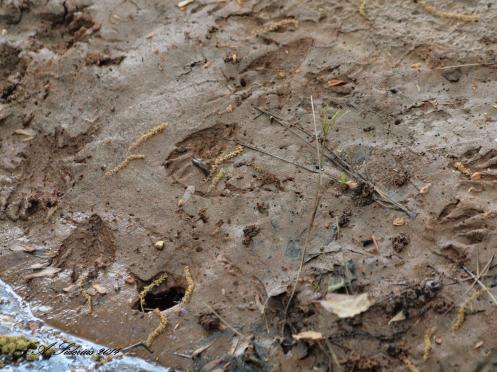 Raccoon Tracks on a creek bank