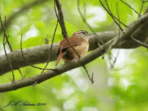 Carolina Wren