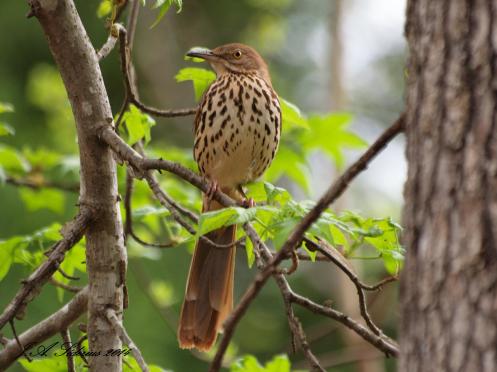 Brown Thrasher